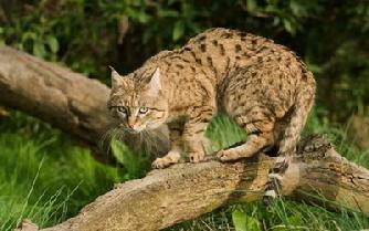 Illustration for article titled Caturday - Felis silvestris ornata Edition